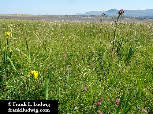 Streedagh Strand